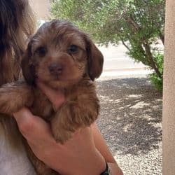 Toy Poodle mix named Doxipoo Guy