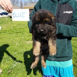 German Shepherd named Blue