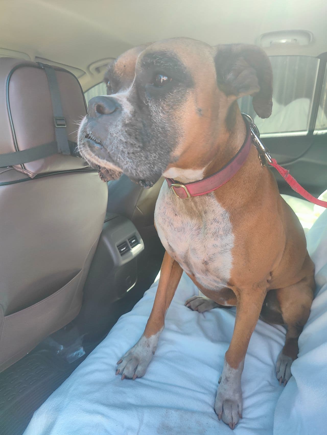 Pet travel photo 1