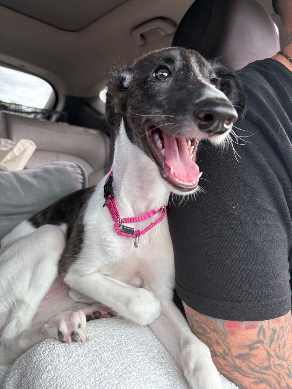 Pet travel photo 1