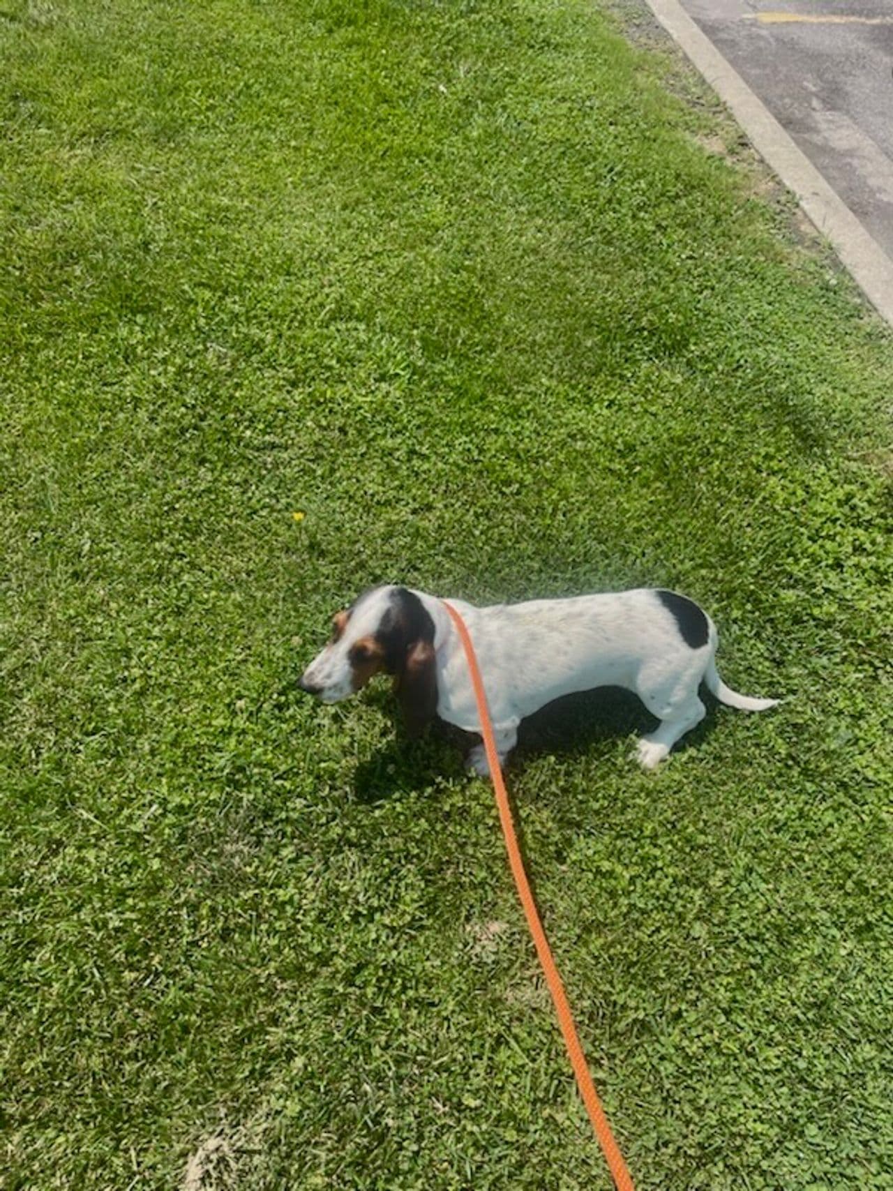 Pet travel photo 4
