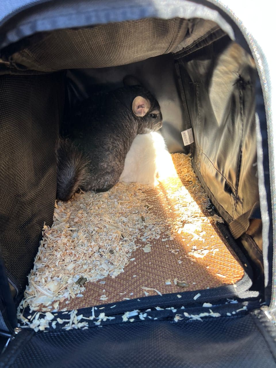 Pet travel photo 6