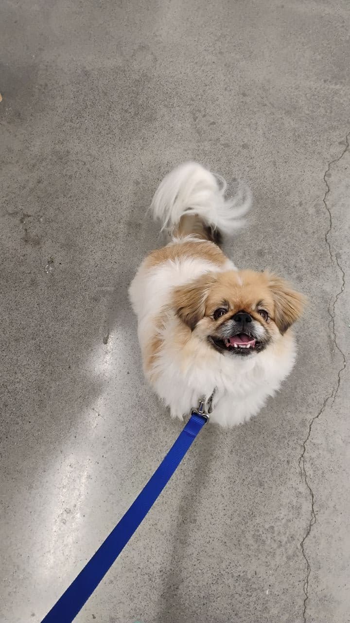 Pet travel photo 4