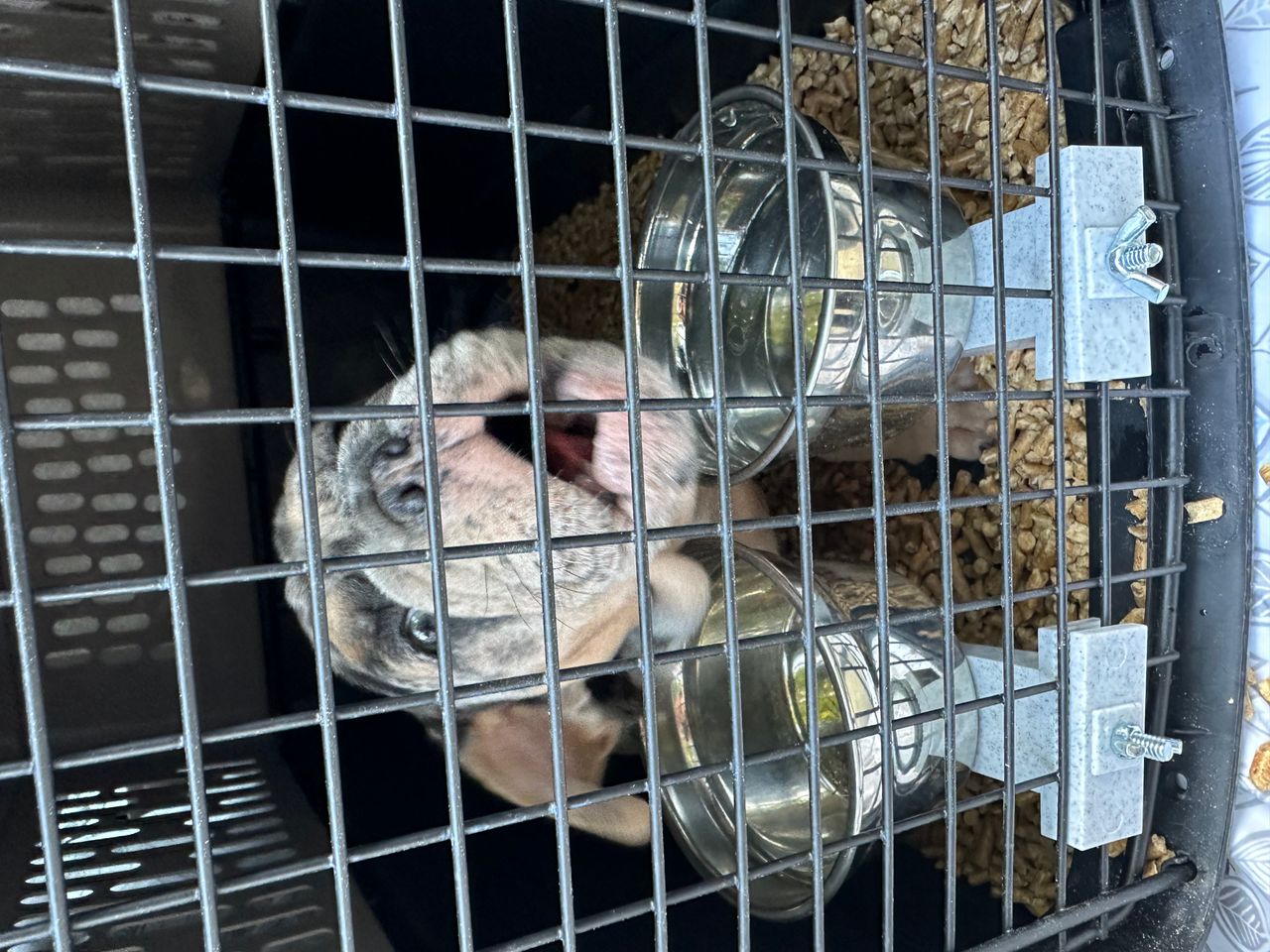 Pet travel photo 4