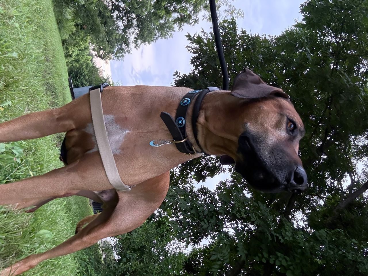 Pet travel photo 4