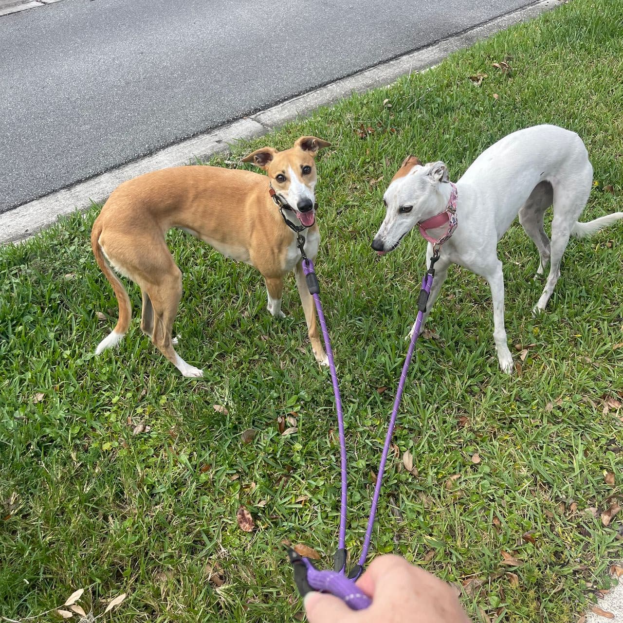 Pet travel photo 5
