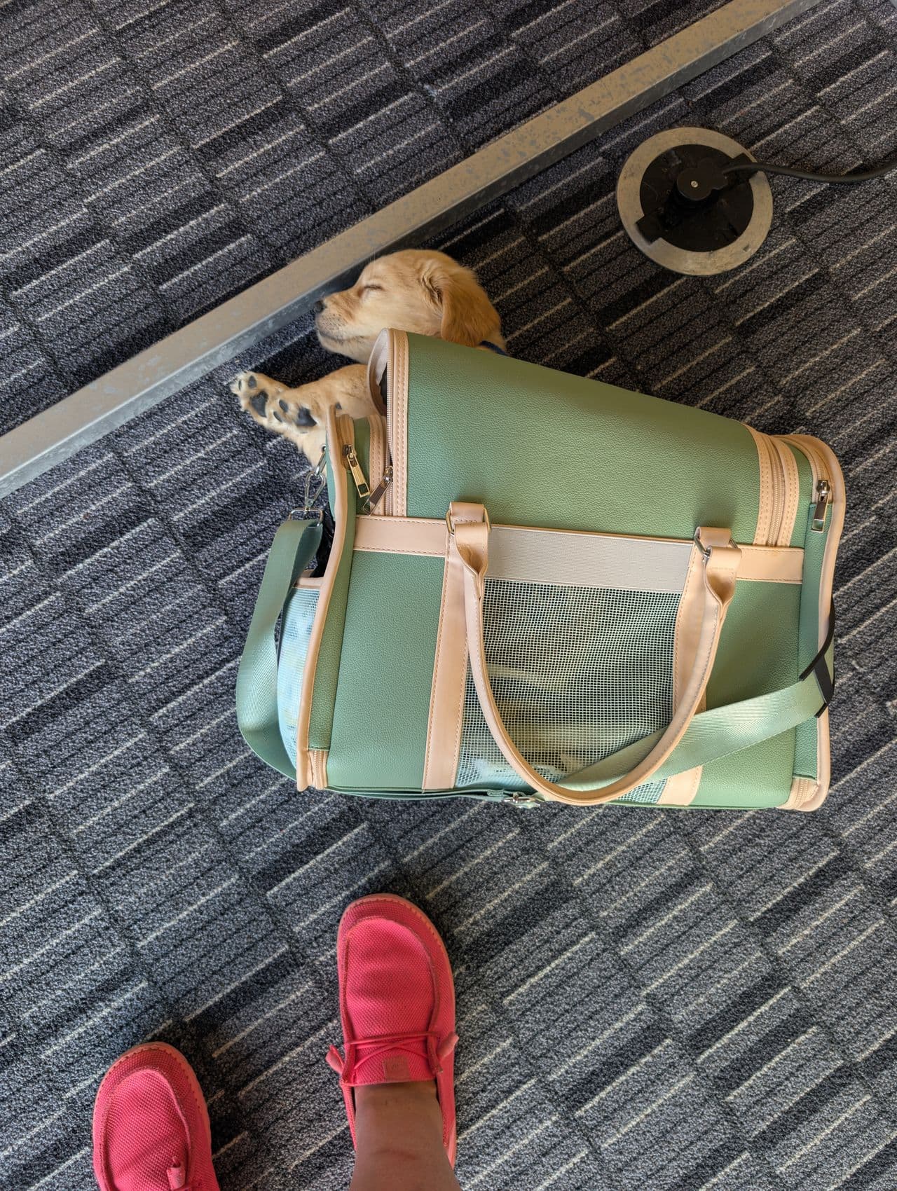Pet travel photo 5