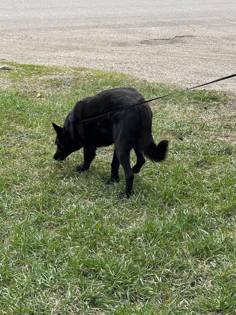 Pet travel photo 6