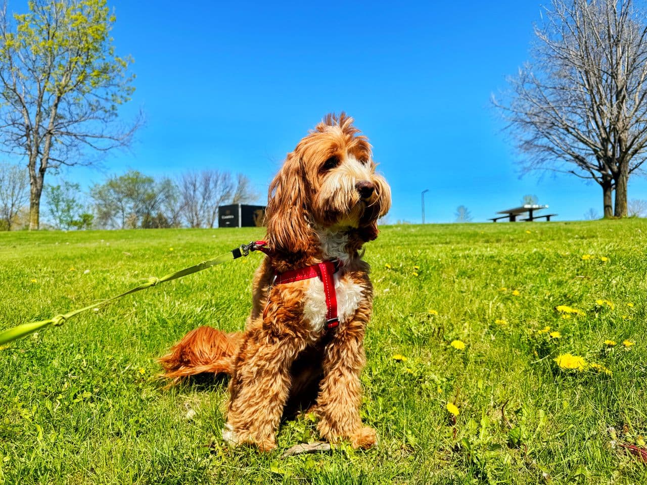 Pet travel photo 1
