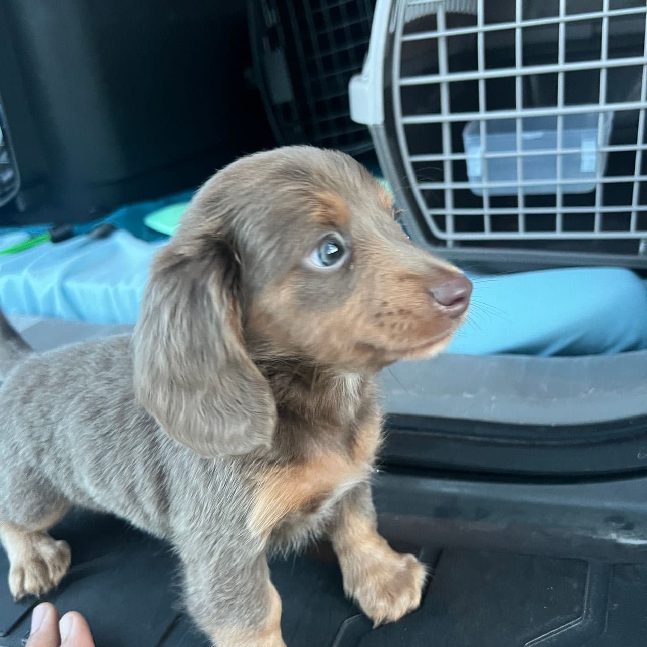 Pet travel photo 5