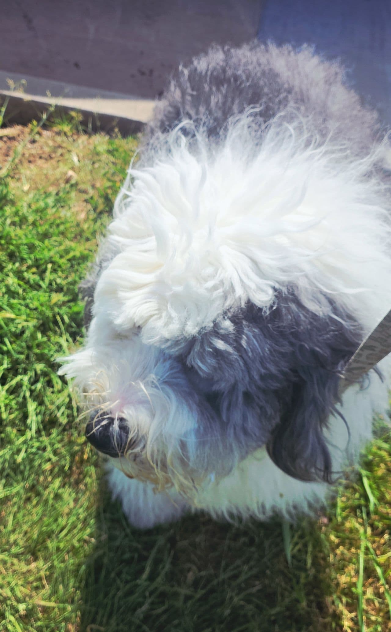 Pet travel photo 5