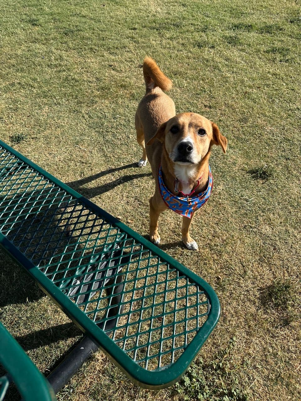 Pet travel photo 2
