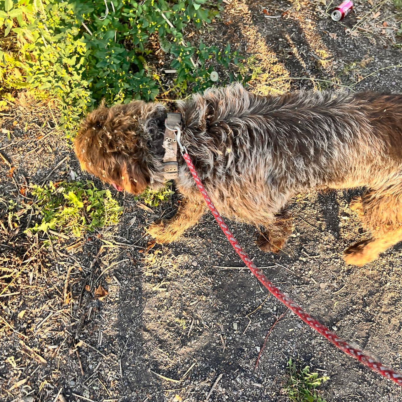 Pet travel photo 4