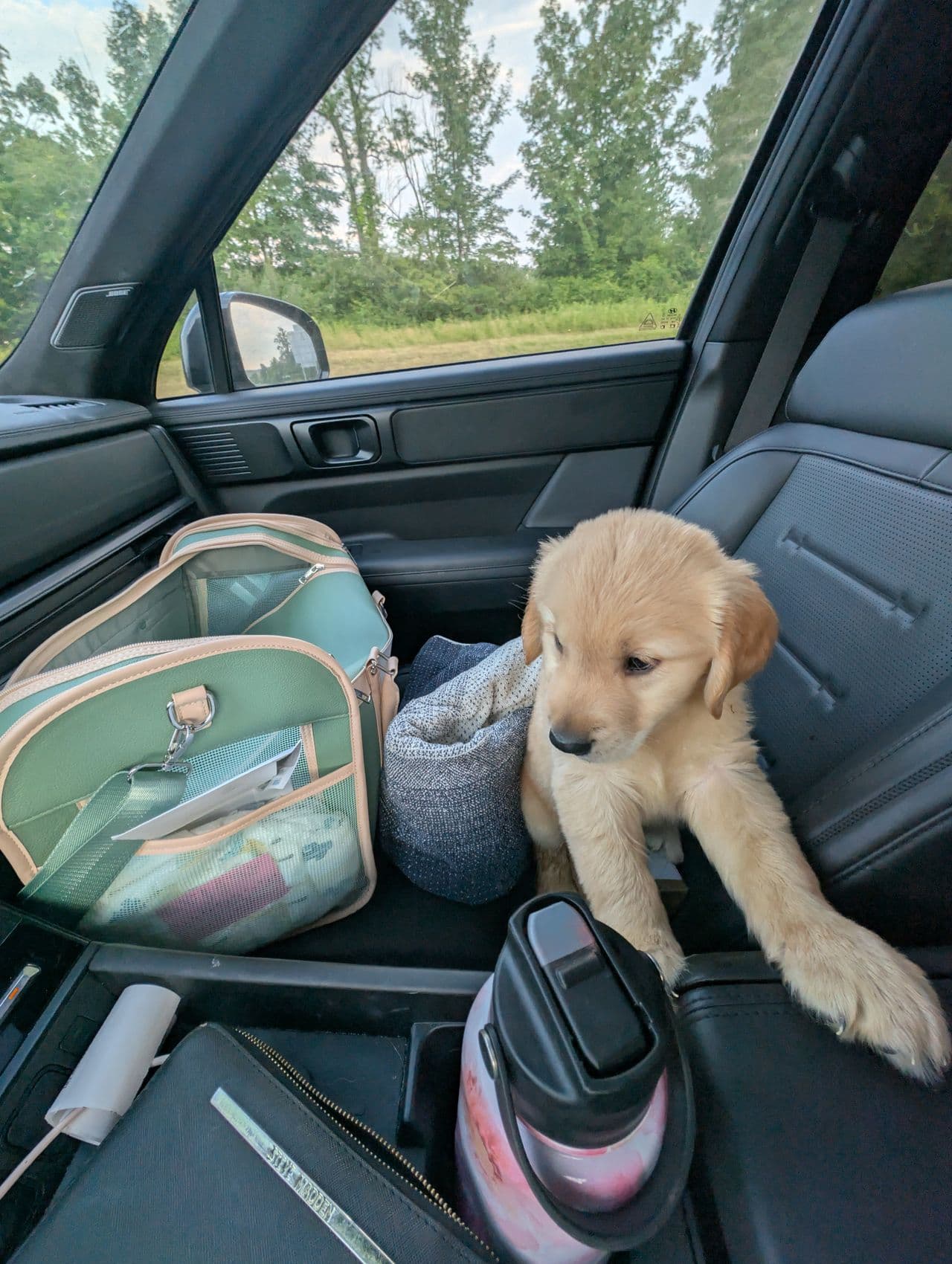 Pet travel photo 4