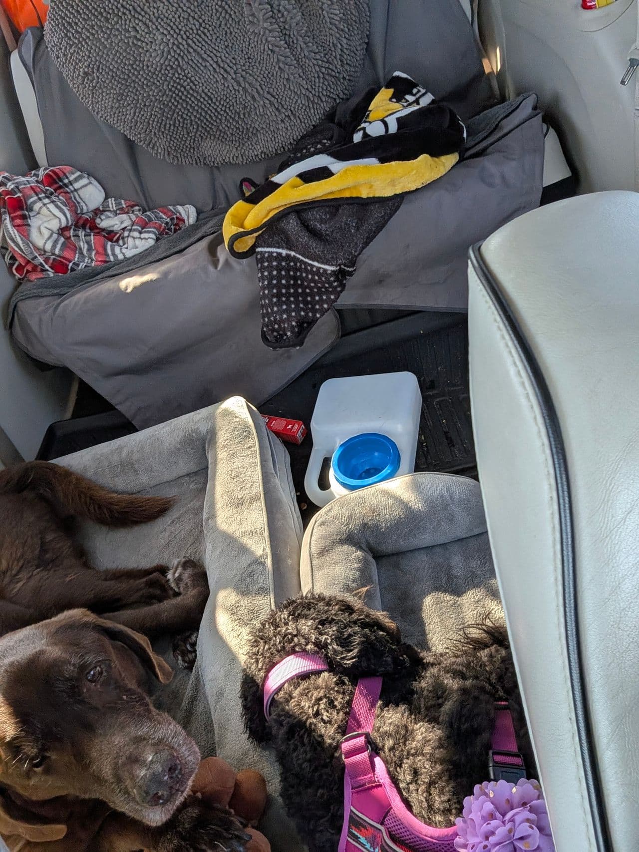 Pet travel photo 4