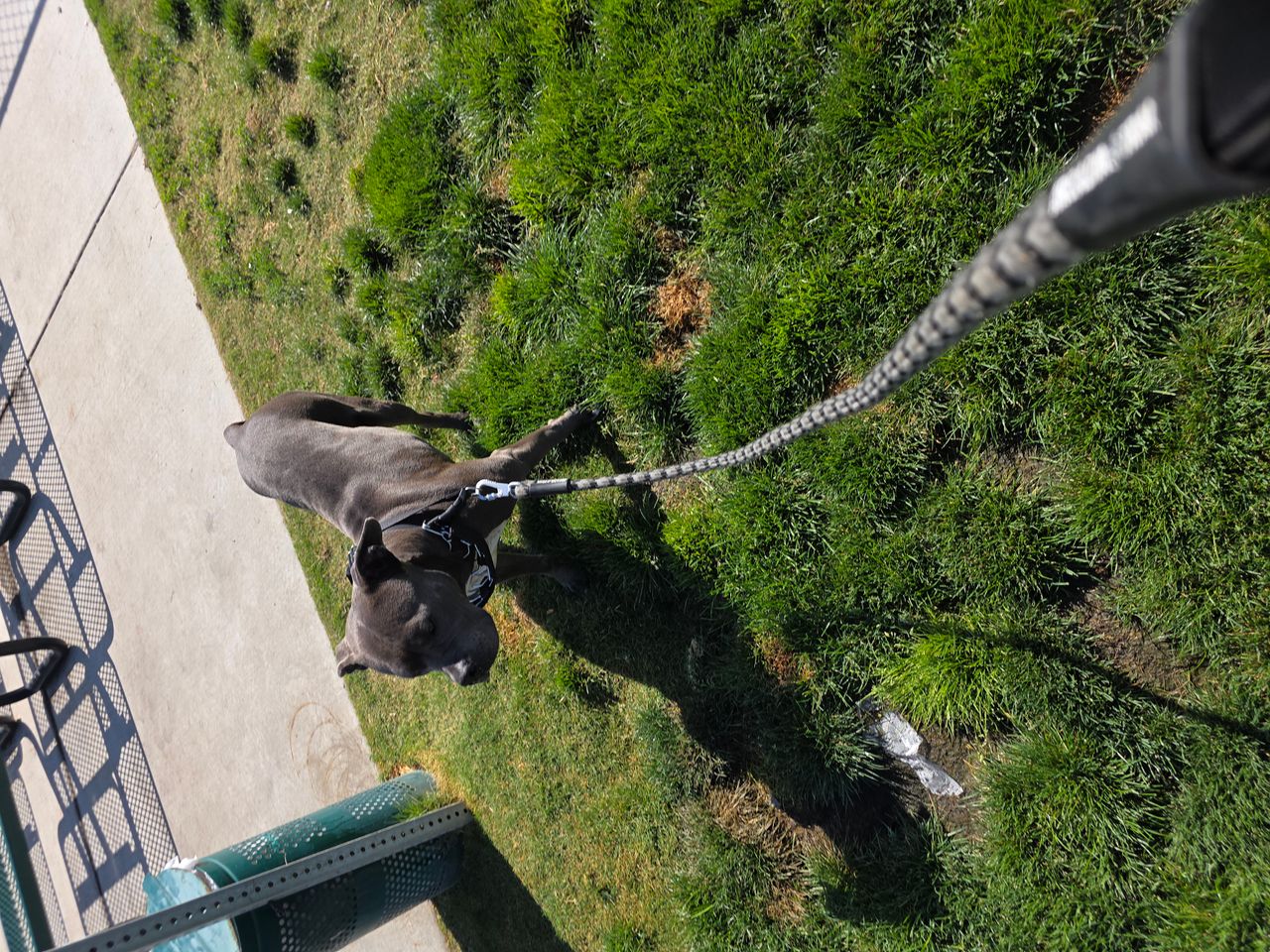 Pet travel photo 1