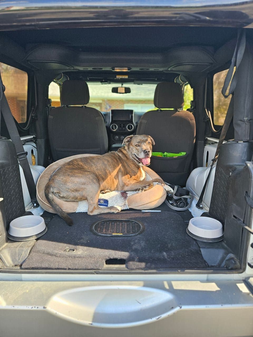 Pet travel photo 5