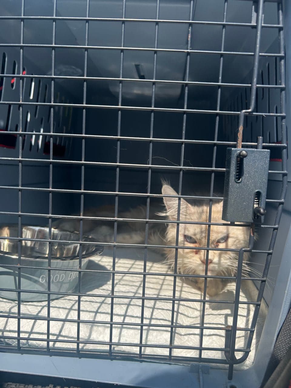 Pet travel photo 3