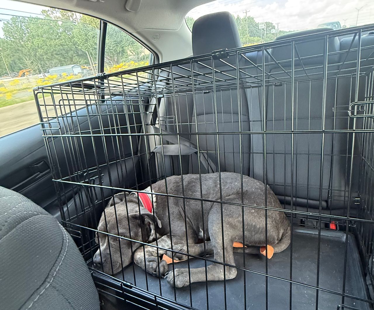 Pet travel photo 1