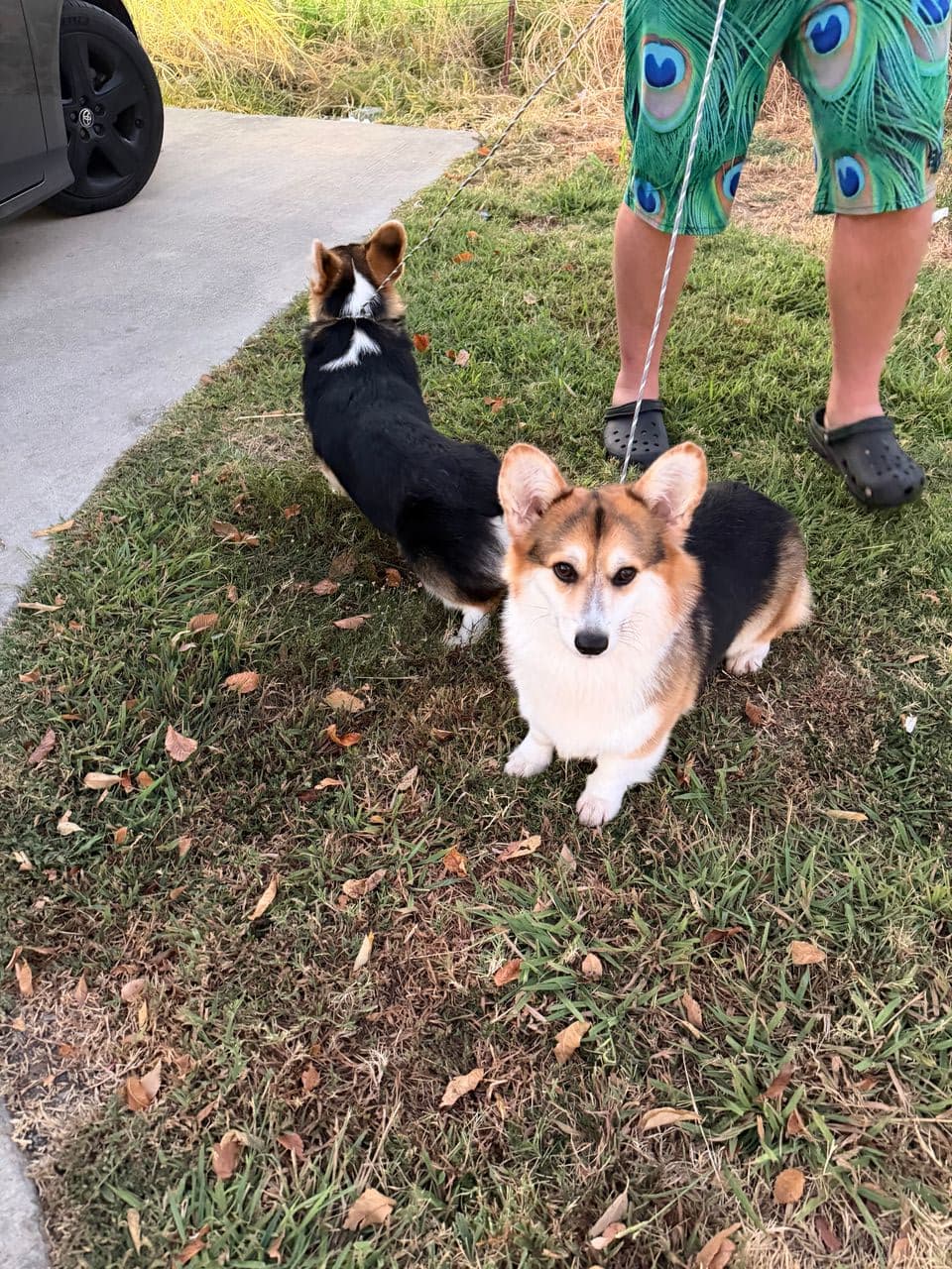 Pet travel photo 2