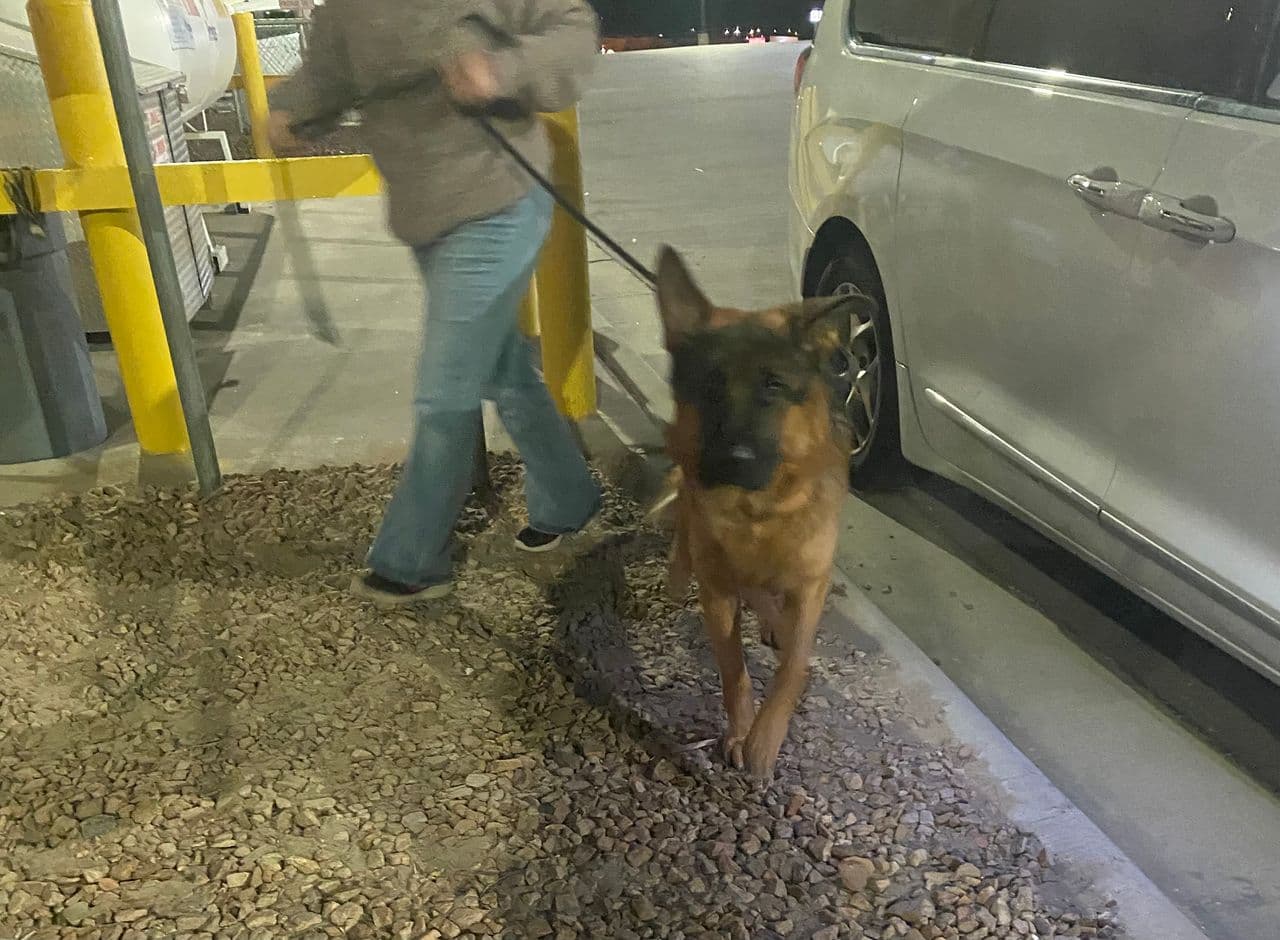 Pet travel photo 3