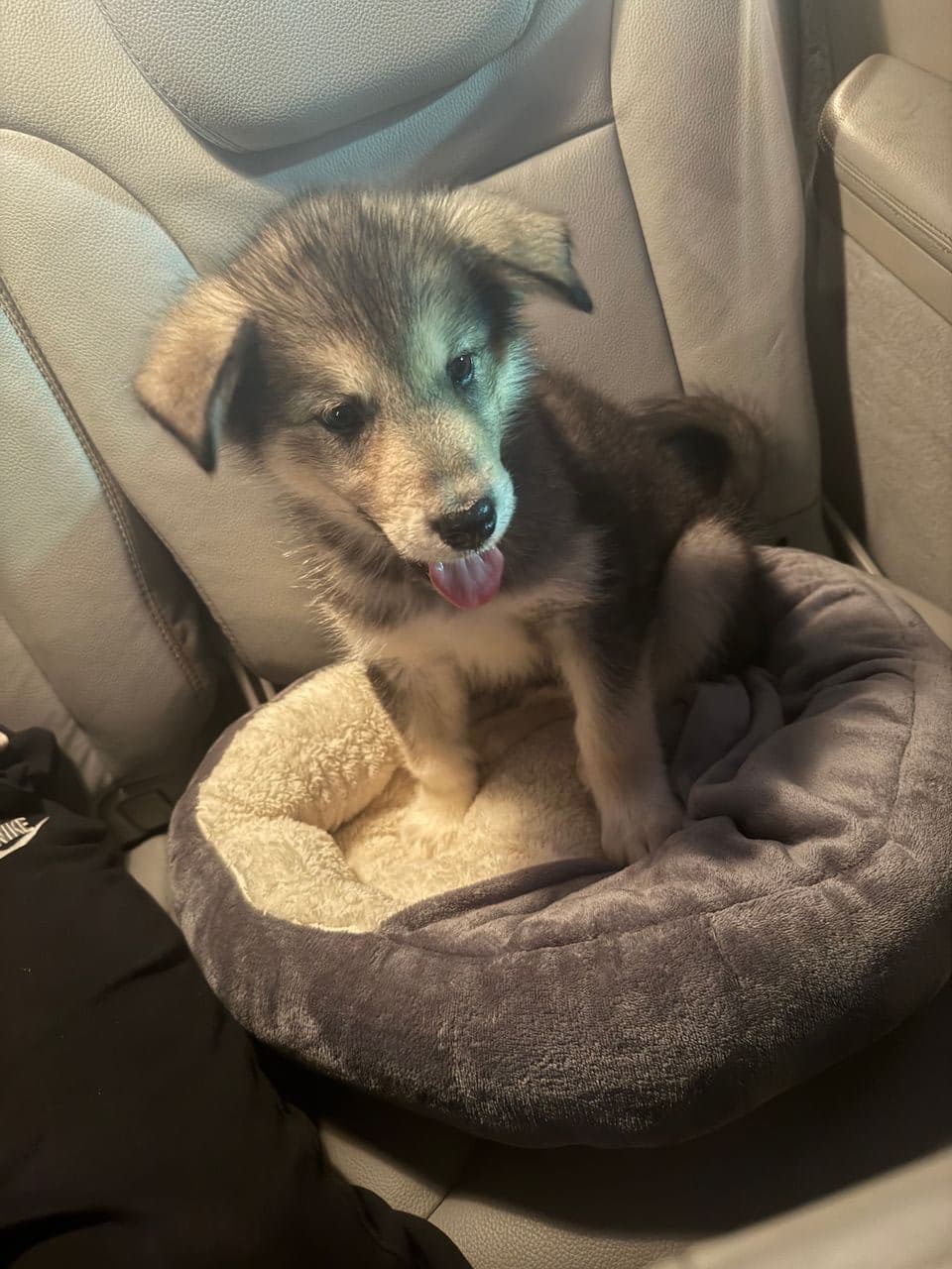 Pet travel photo 3