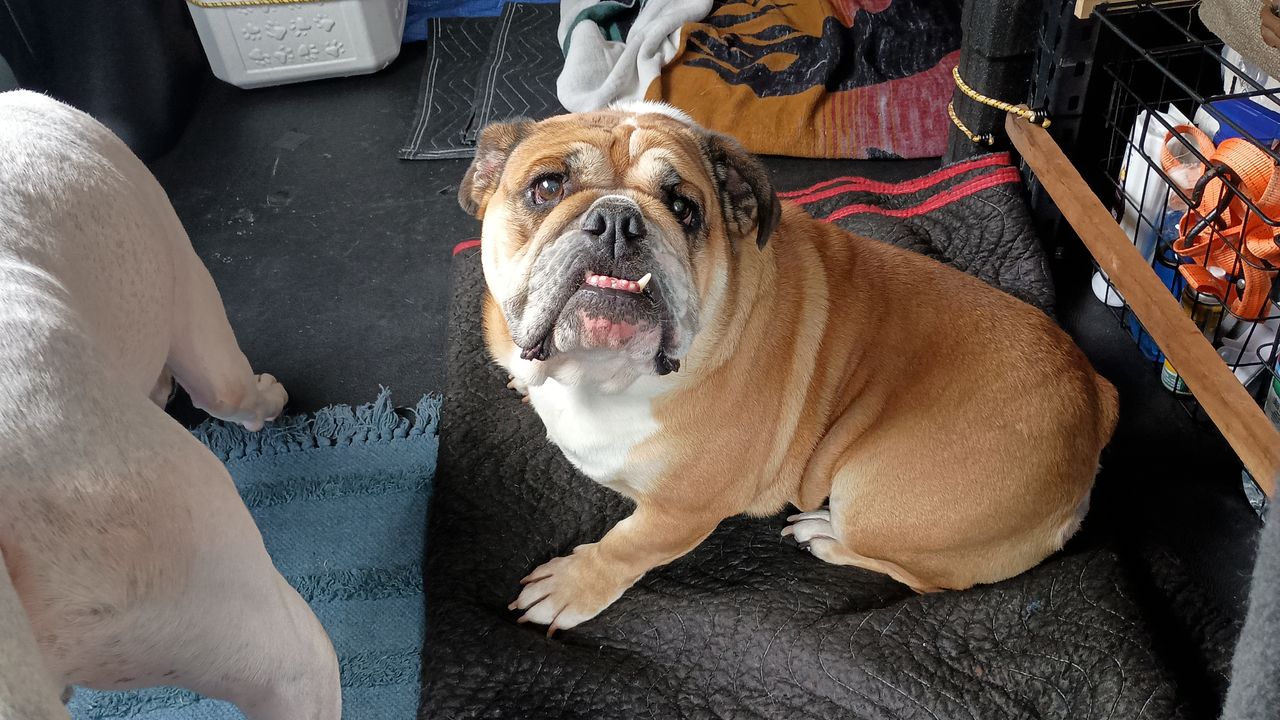 Pet travel photo 3