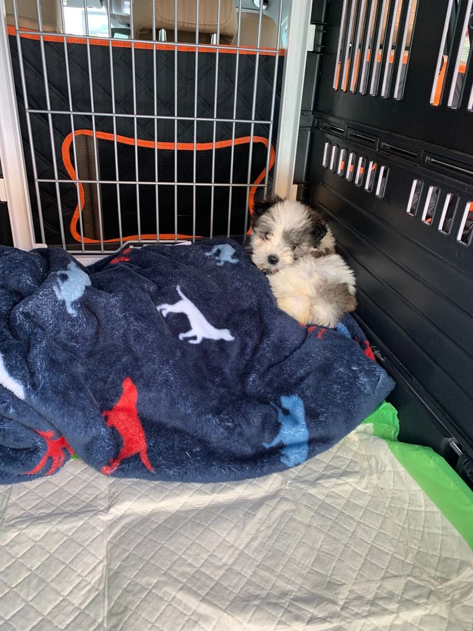 Pet travel photo 1