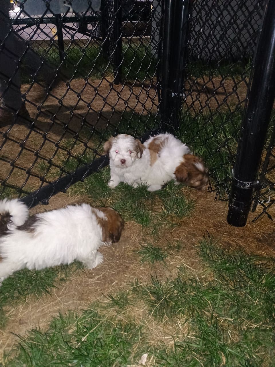Pet travel photo 2
