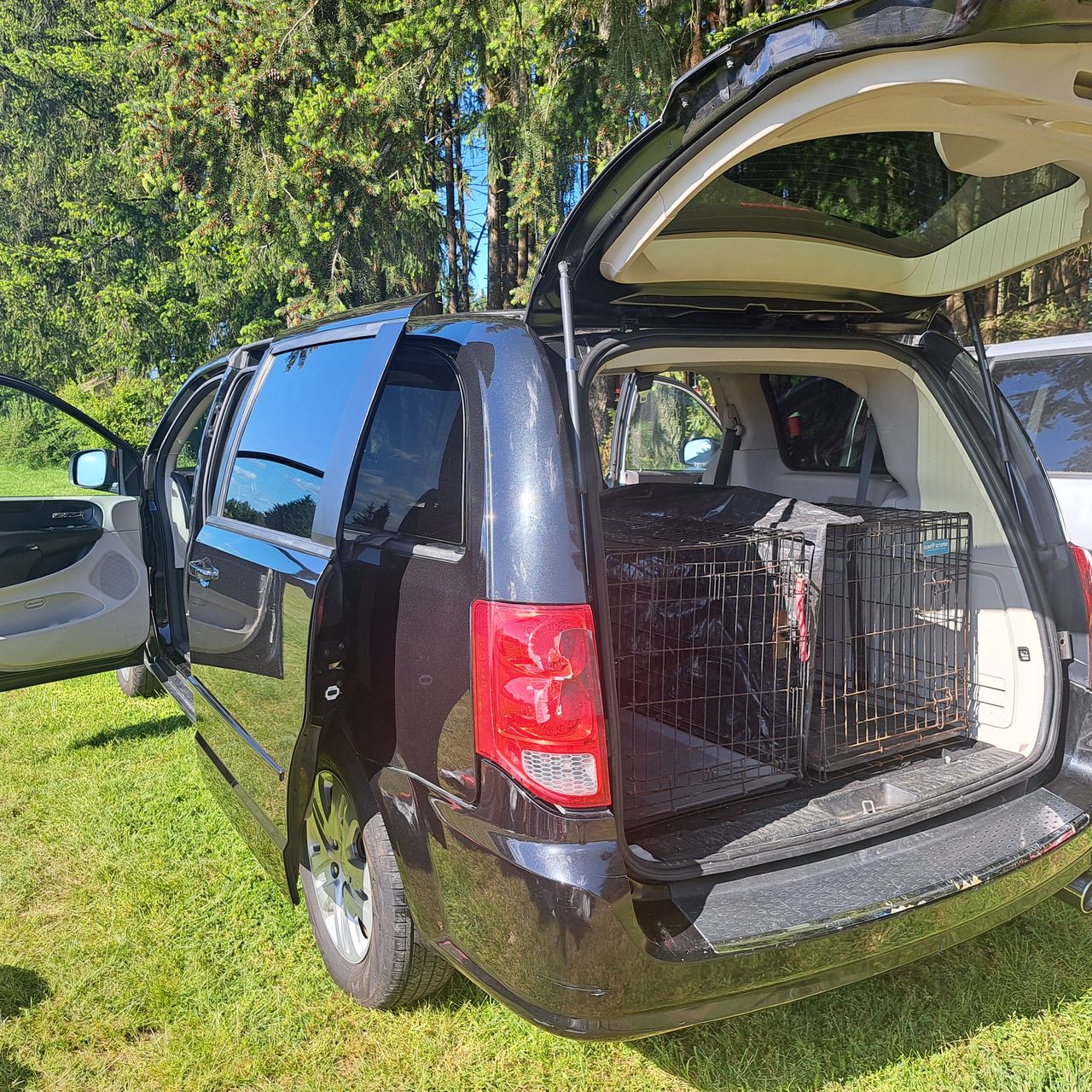 Pet travel photo 5