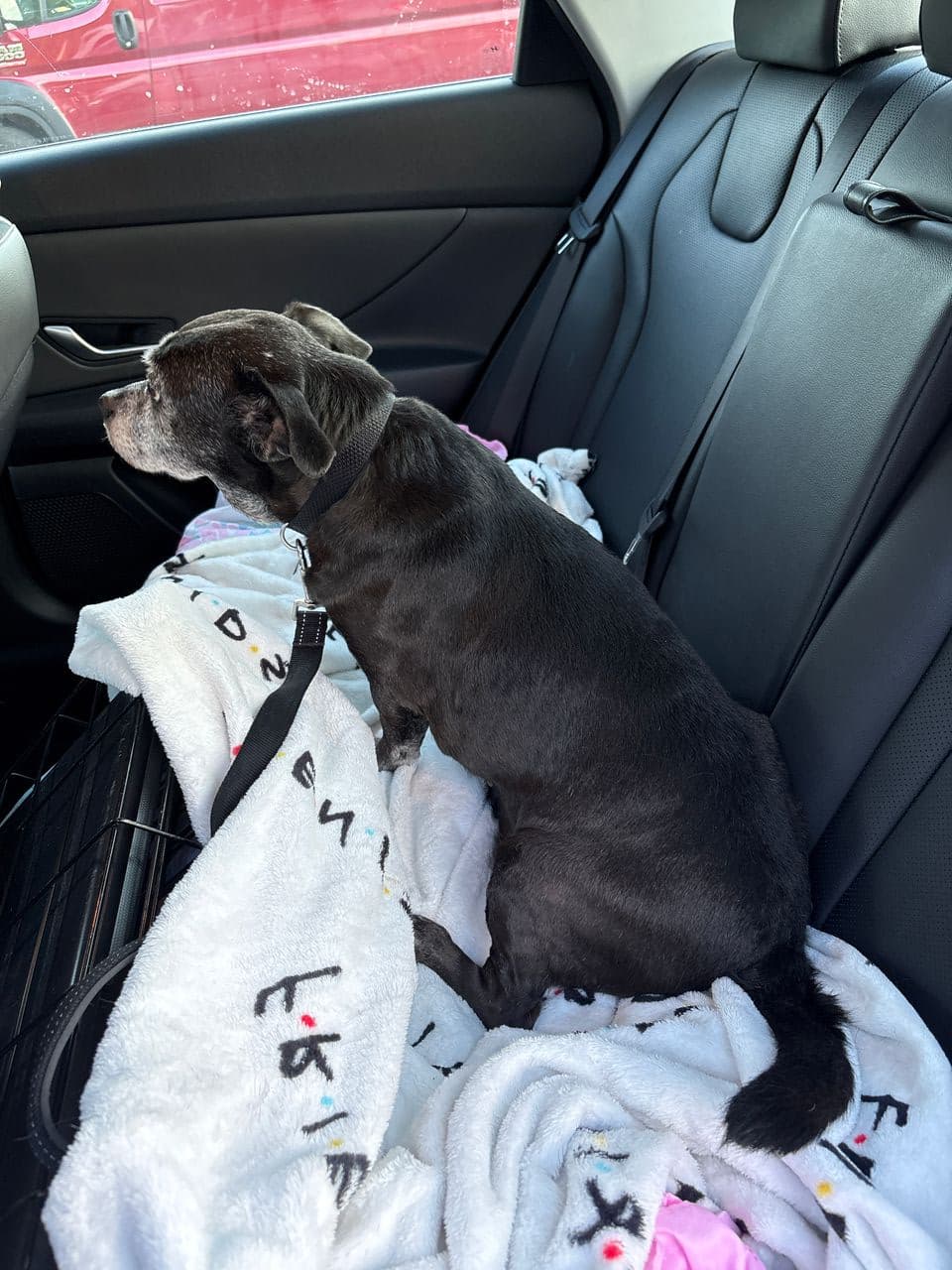 Pet travel photo 4