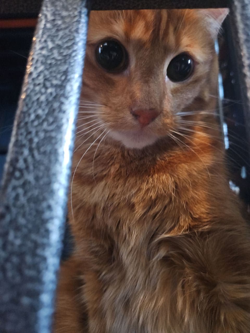 Pet travel photo 3