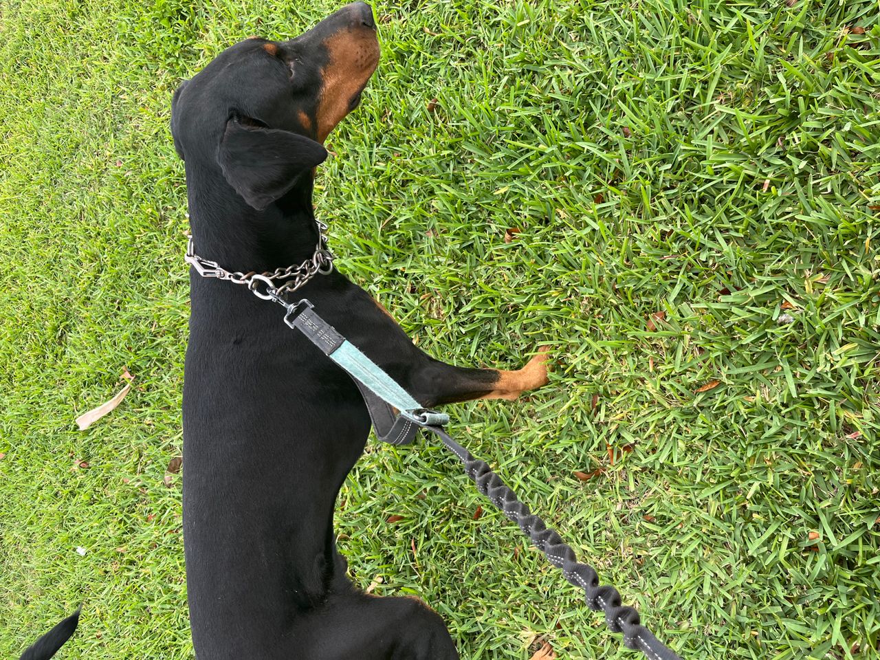 Pet travel photo 3
