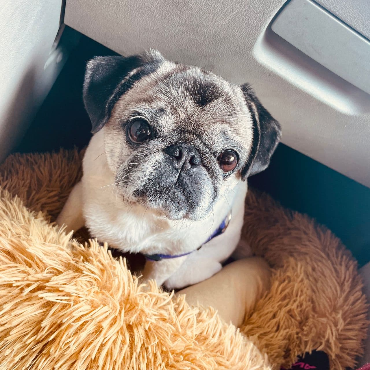 Pet travel photo 3