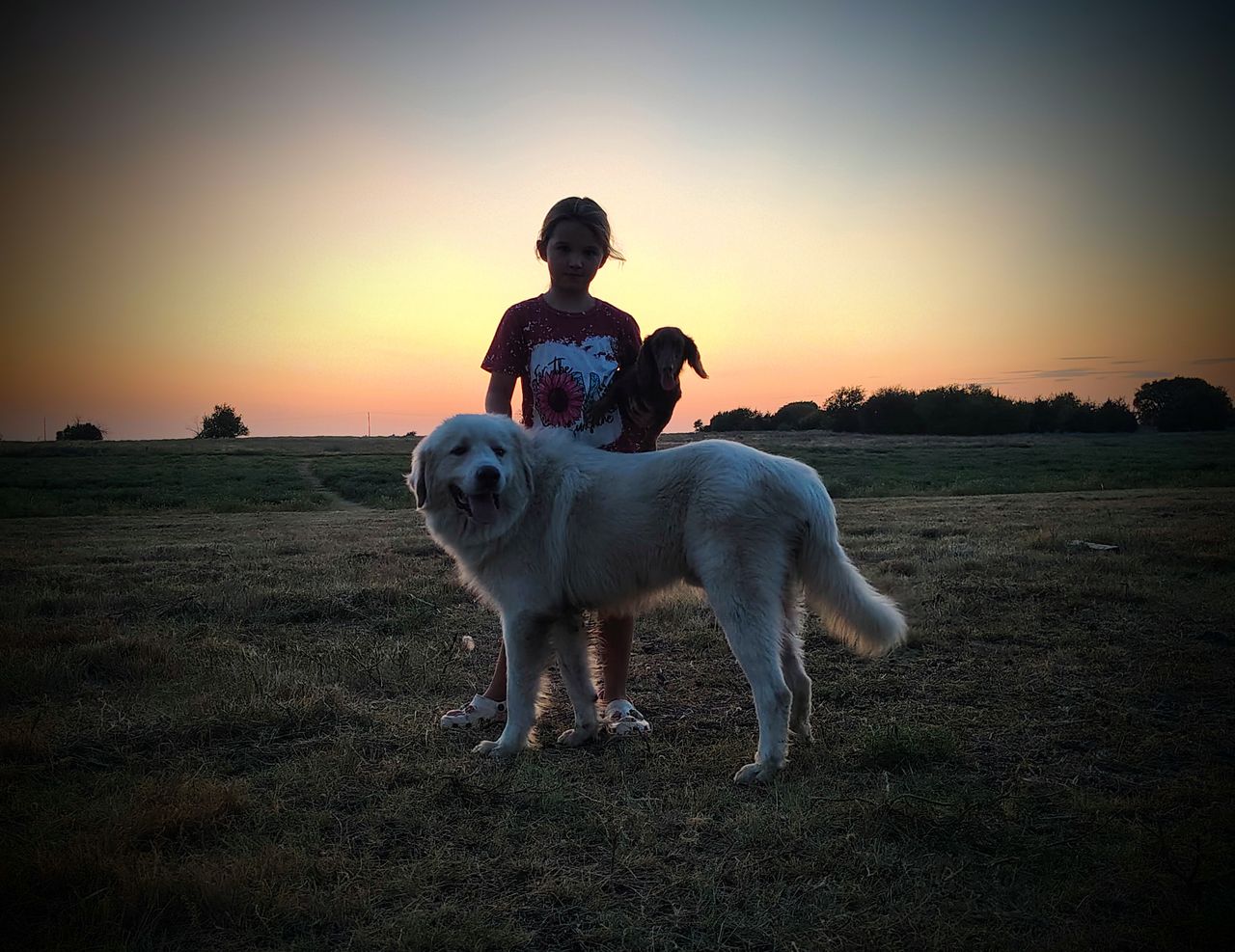 Pet travel photo 4