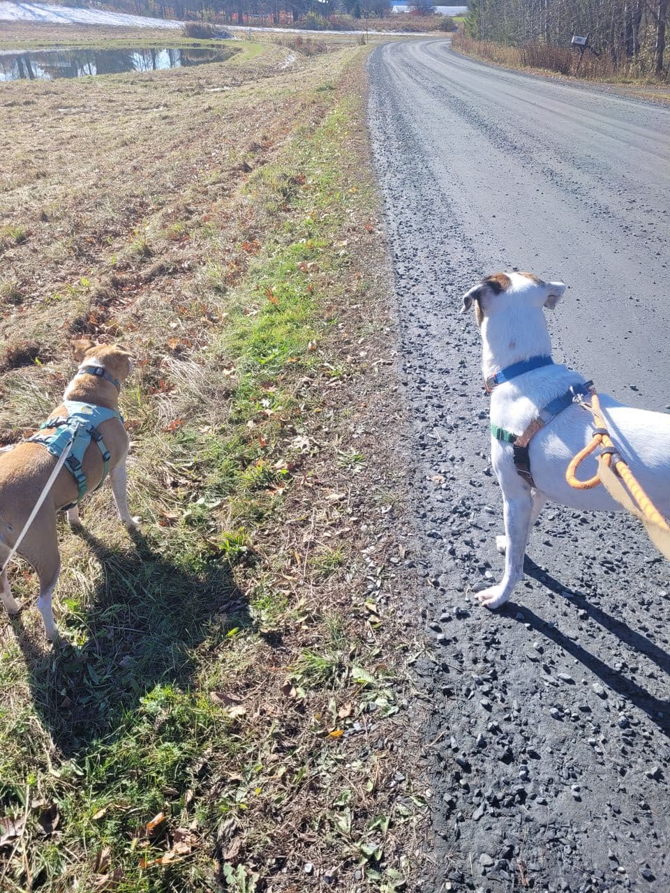 Pet travel photo 3