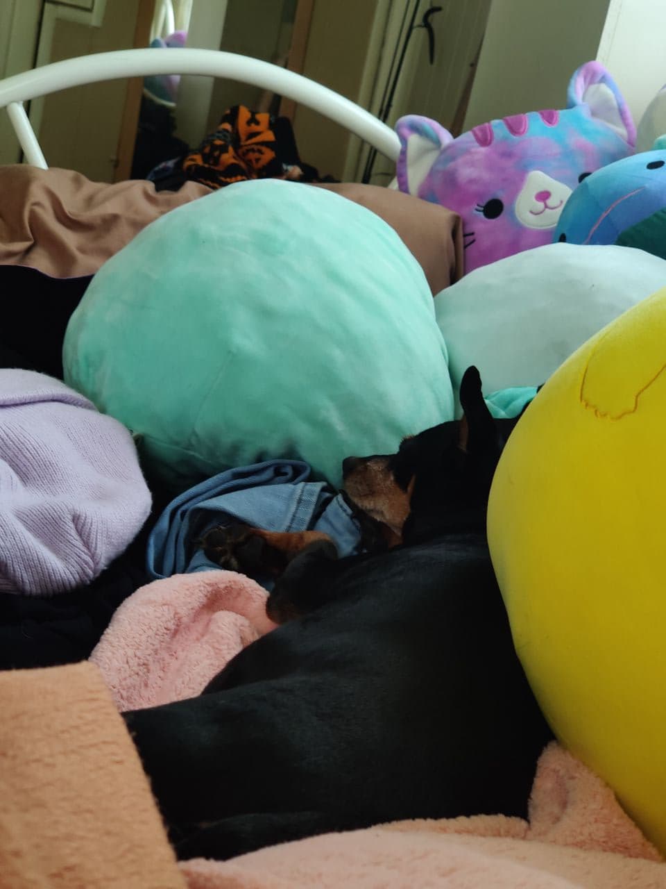Pet travel photo 3