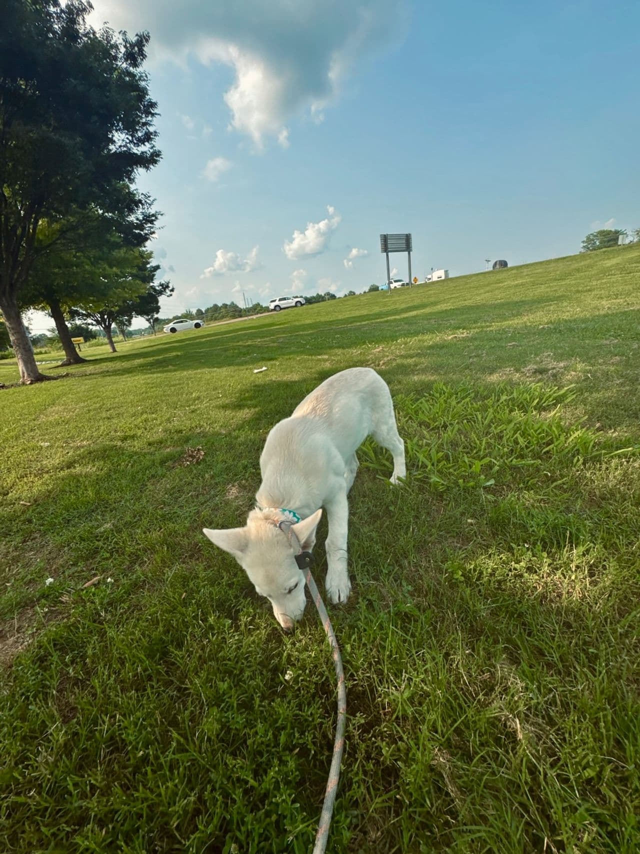 Pet travel photo 5