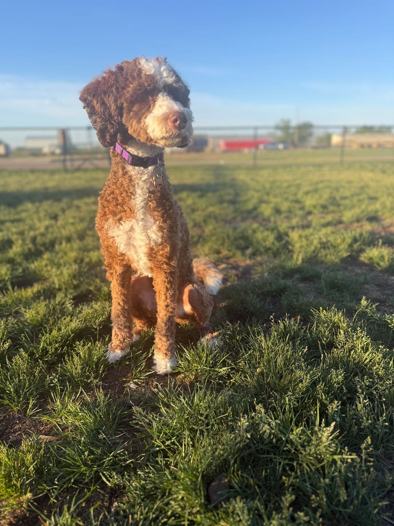 Pet travel photo 3