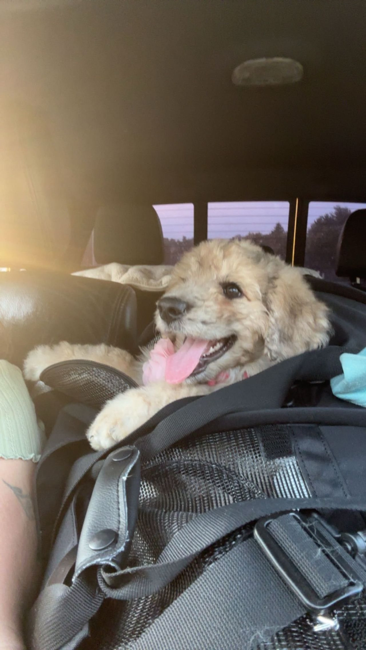 Pet travel photo 2