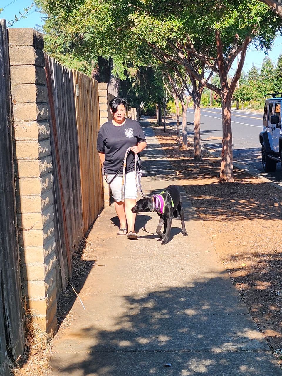 Pet travel photo 2