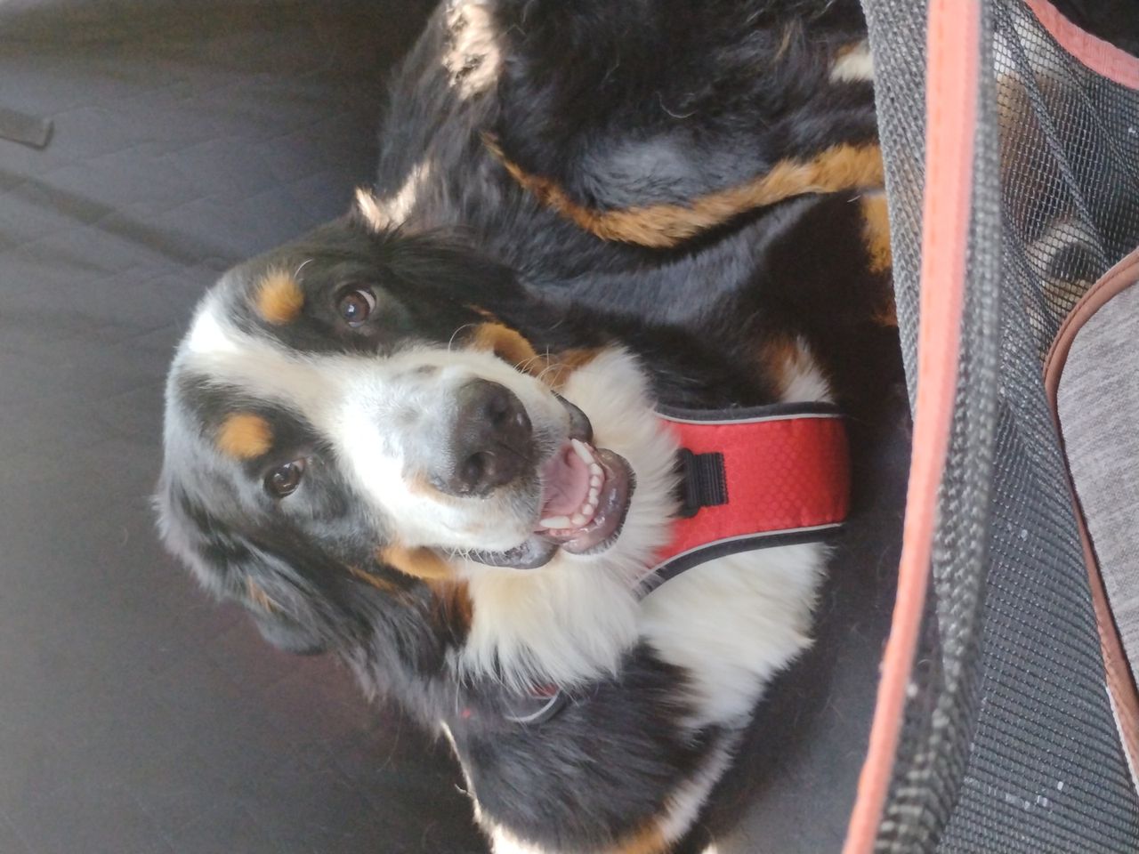 Pet travel photo 1