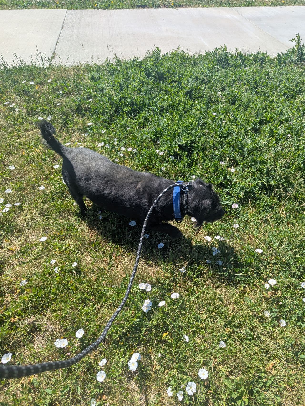 Pet travel photo 1