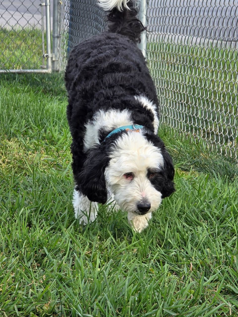 Pet travel photo 4