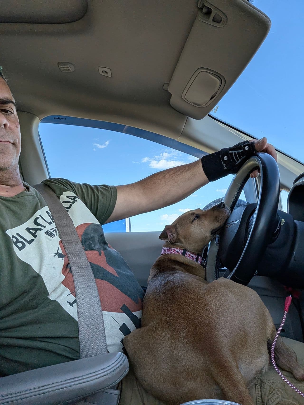 Pet travel photo 2