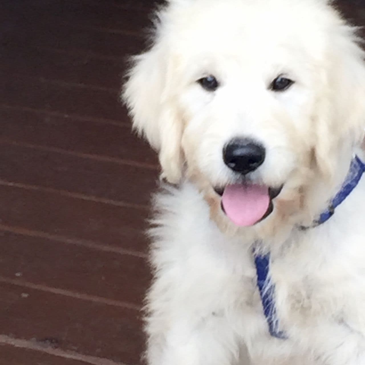 Pet travel photo 2