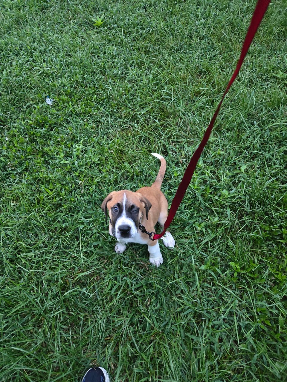 Pet travel photo 1
