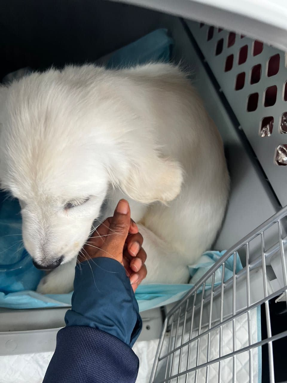 Pet travel photo 6