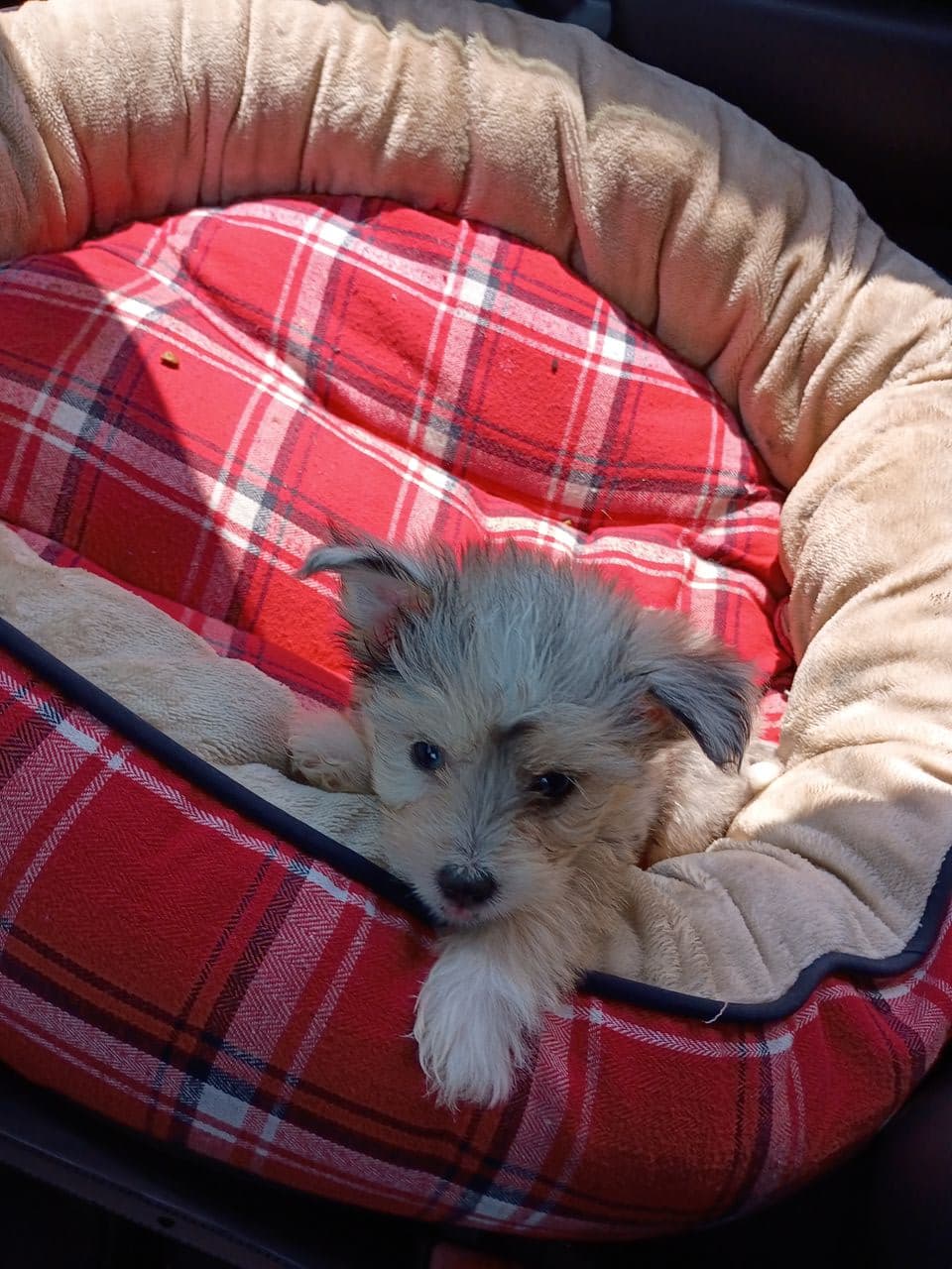 Pet travel photo 5