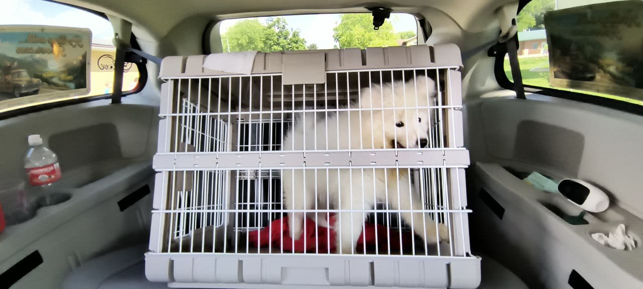 Pet travel photo 3
